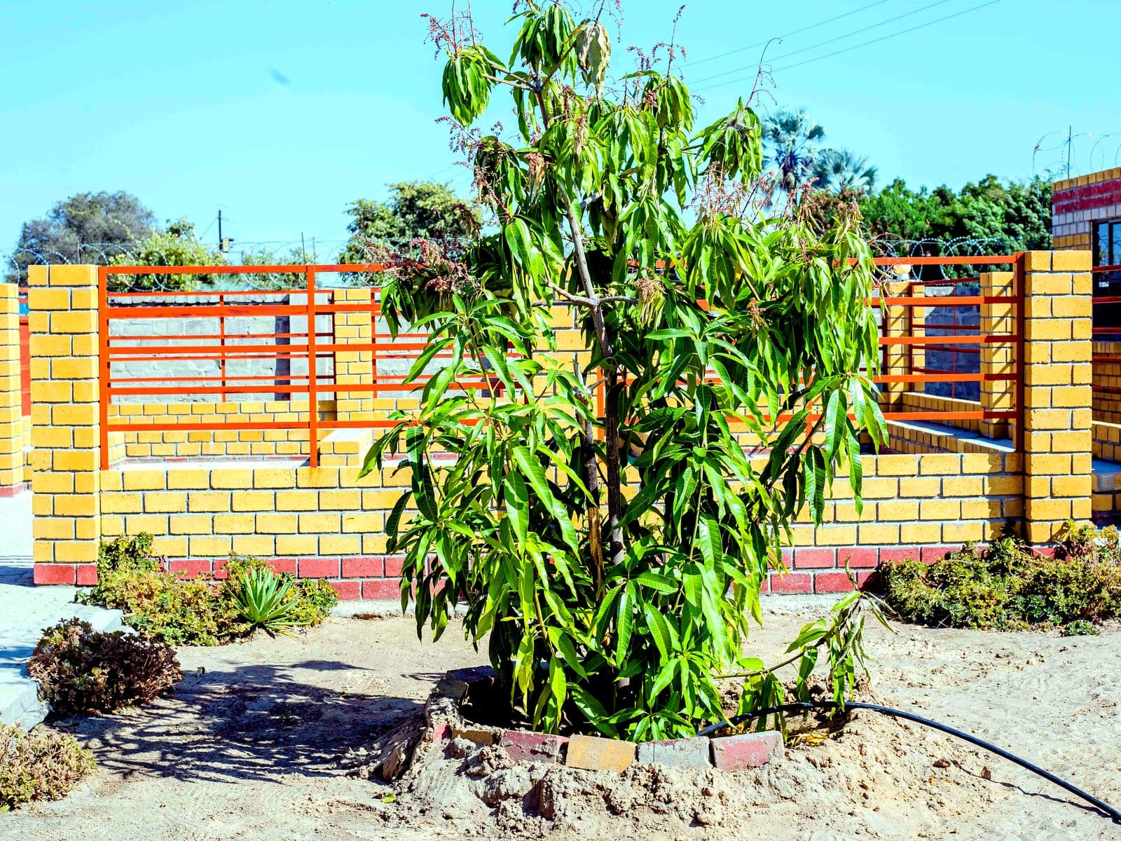 mango tree